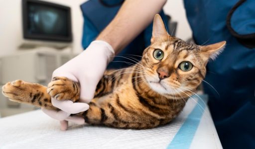 close-up-doctor-holding-cat