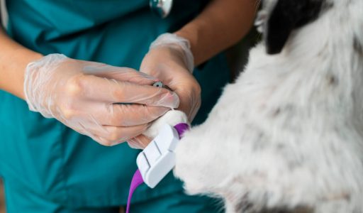 close-up-veterinarian-taking-care-dog