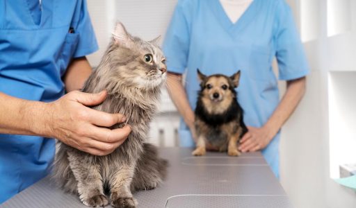 close-up-veterinary-doctor-taking-care-pet