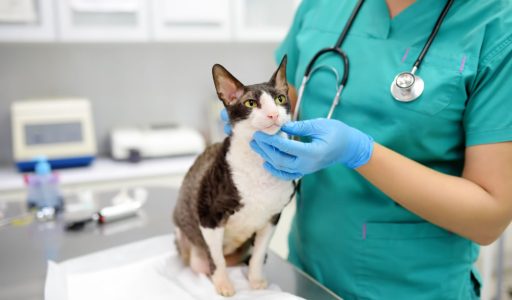 veterinaria-examinando-tireoide-gato